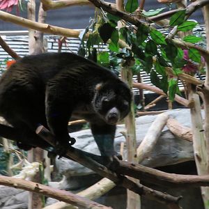 Sulawesi Bear Cuscus