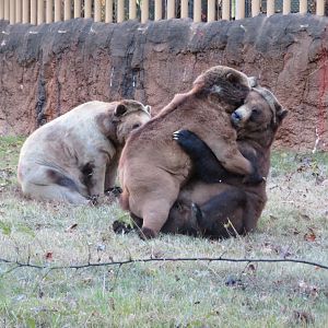 Grizzly Bears Playfighting