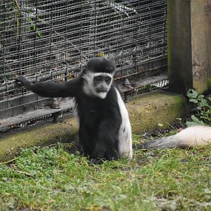 Young colobus