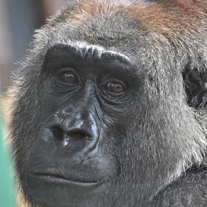 Gorilla portrait