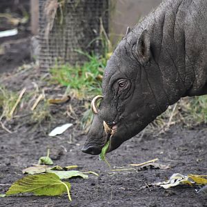 Sulawesi babirusa