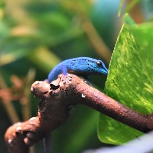 Turquoise dwarf gecko