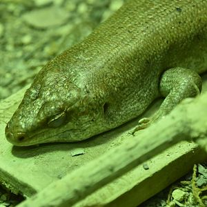 Round Island skink