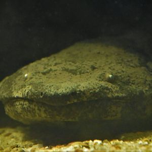 Chinese giant salamander