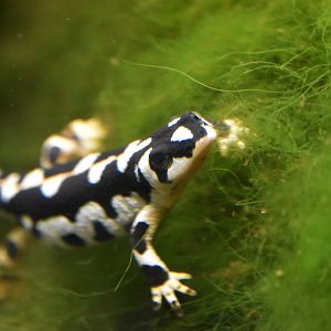 Kaiser's spotted newt