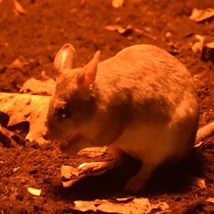 Malagasy giant jumping rat