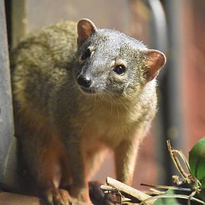 Narrow-striped mongoose