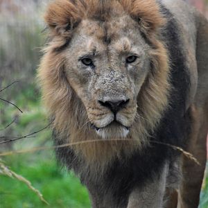Asiatic lion - Bhanu
