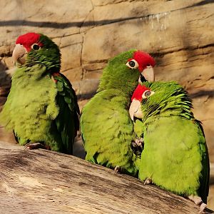 Cordilleran Parakeet