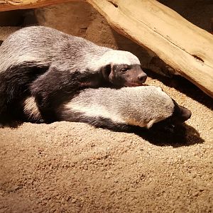 Central African Ratels