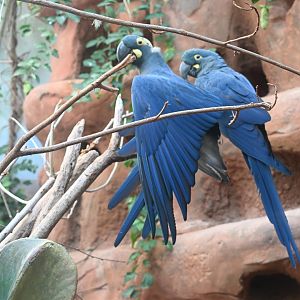 Lear's Macaw