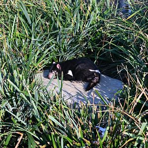 Tasmanian Devil