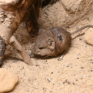 Round-eared Elephant Shrew
