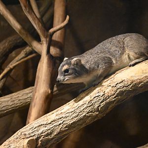 Yellow-spotted Rock Hyrax