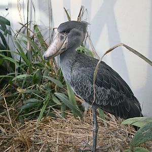 Shoebill