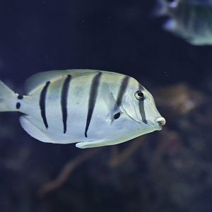 Acanthurus triostegus