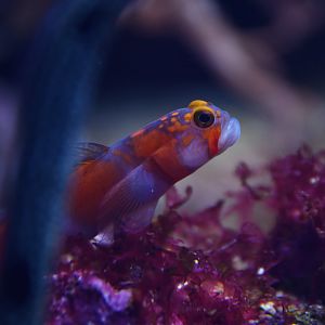 Amblyeleotris aurora