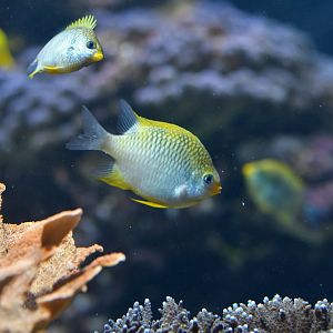 Amblyglyphidodon curacao