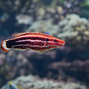 Bodianus sepiacaudus