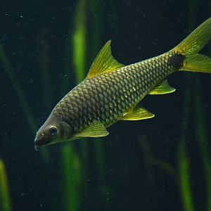 Crossocheilus reticulatus