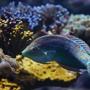 Halichoeres cosmetus