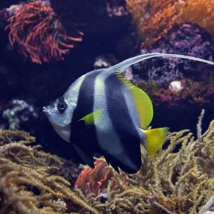 Heniochus acuminatus