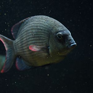 Paretroplus menarambo