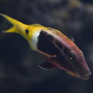 Parupeneus barberinoides