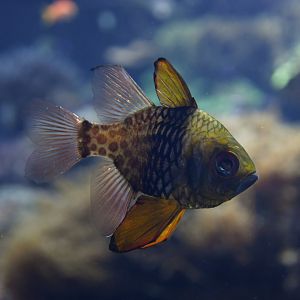 Sphaeramia nematoptera