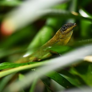 Anolis trinitatis