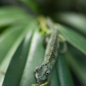 Seychelles tiger chameleon