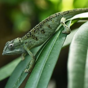 Seychelles tiger chameleon