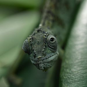 Seychelles tiger chameleon