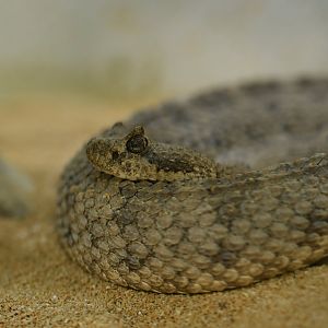 Crotalus cerastes