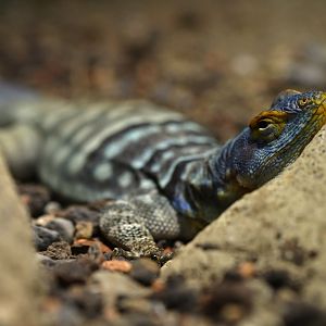 Petrosaurus thalassinus