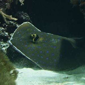 Blue-spotted ray