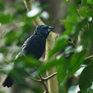 Ultramarine Grosbeak