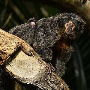 White-faced saki