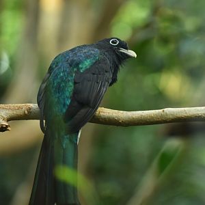 Green-backed Trogon