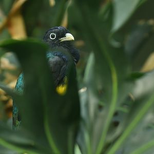 Green-backed Trogon
