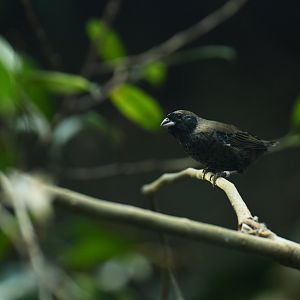 Blue-black Grassquit