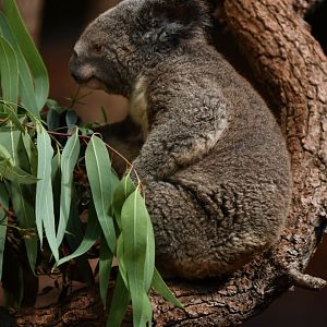 Queensland koala (Phascolarctos cinereus adustus)