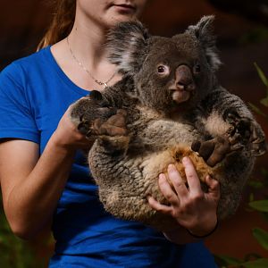 Queensland koala (Phascolarctos cinereus adustus)