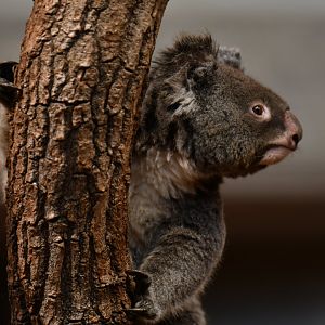 Queensland koala (Phascolarctos cinereus adustus)