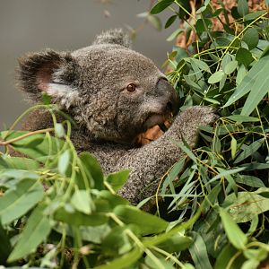 Queensland koala (Phascolarctos cinereus adustus)