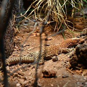 Varanus pilbarensis