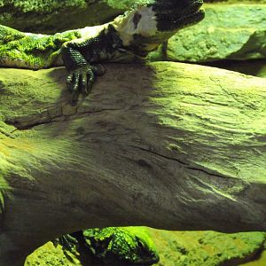 North African Mastigures - Zooparc de Beauval - 04/2013