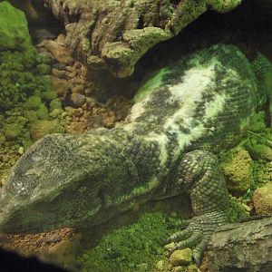 Savanna Monitor - Zooparc de Beauval - 08/2017