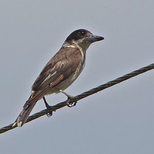 Grey butcherbird adult.