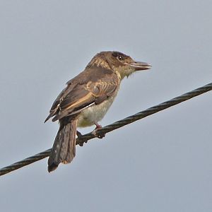 Grey butcherbird juvenile.